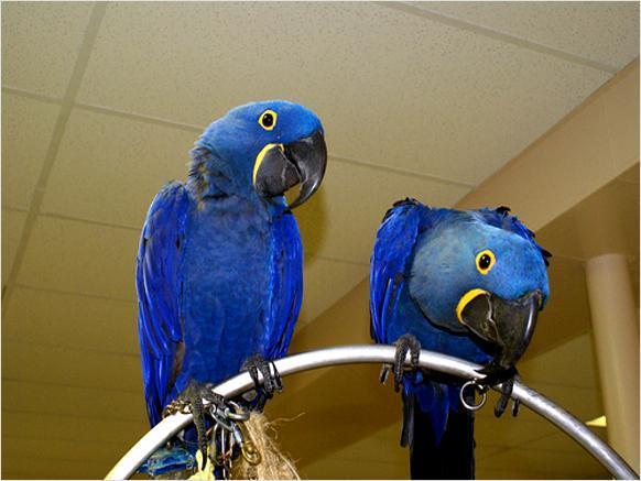 Well trained adorable pair of Hyacinth Macaw parrots DNA tested