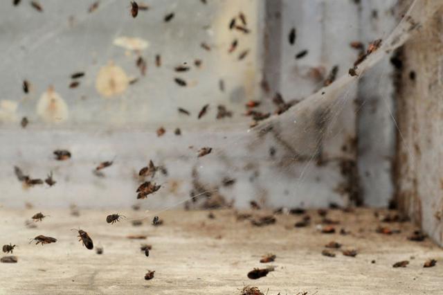 Get Affordable Pest Control Services Prices at OM Pest Control