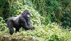 Enjoy Customized Gorilla Tours in Rwanda With Hermosa Life Tours Trave