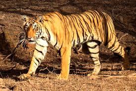 Book Wide Variety of Indian Wildlife Tours Packages at Tajmahal Day To