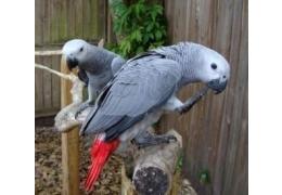 African gray parrots male and female for sale