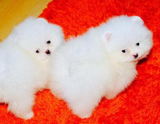  Beautyful PoMERANIAN PUPPIES With a Kind & Gentle Soul