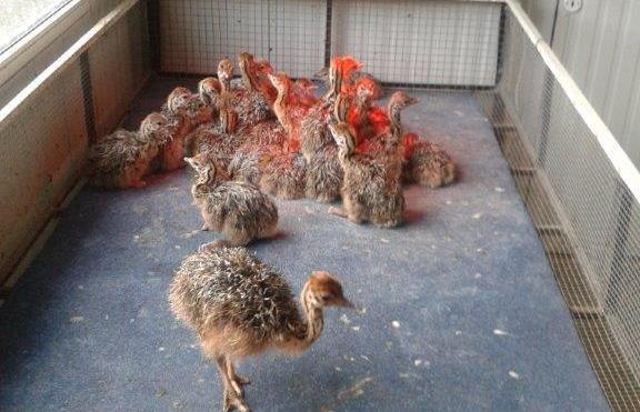 Quality ostrich chicks and eggs available 
