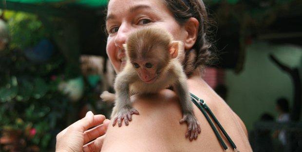 American White Faced Capuchin Monkey Babies Ready for a New Home 