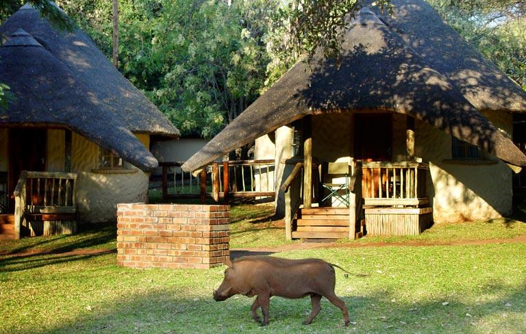 Enjoy Botswana Safari Holidays with Safaris Online
