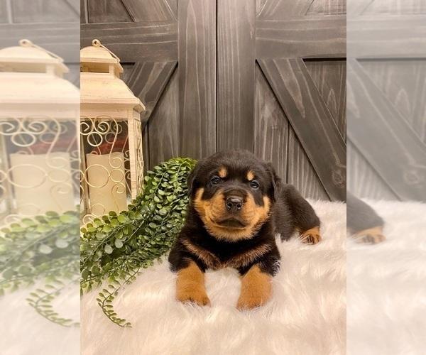 rottweiler puppies for sale 