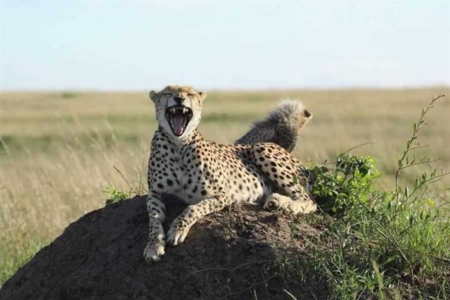 Wildlife Spots Kenya Tanzania