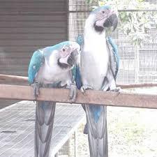White and Blue Pet Macaw Parrots available