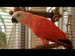 Red Factor African Congo Greys on sale
