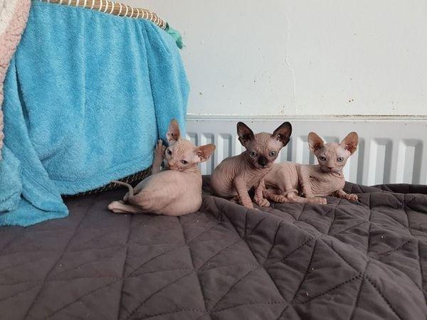   Bengal kittens for sale