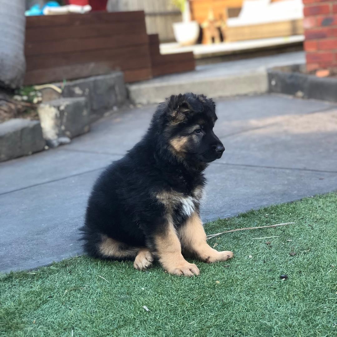 male and female German Shepard puppies