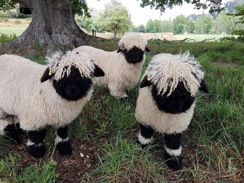 Domestic Valais Blacknose Sheep . 