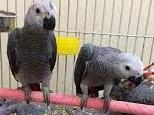 Friendly male and female Congo African Grey Parrots
