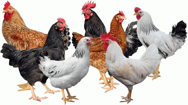 Ziwani Poultry offers KARI, Kuroiler and Kienyeji breed 