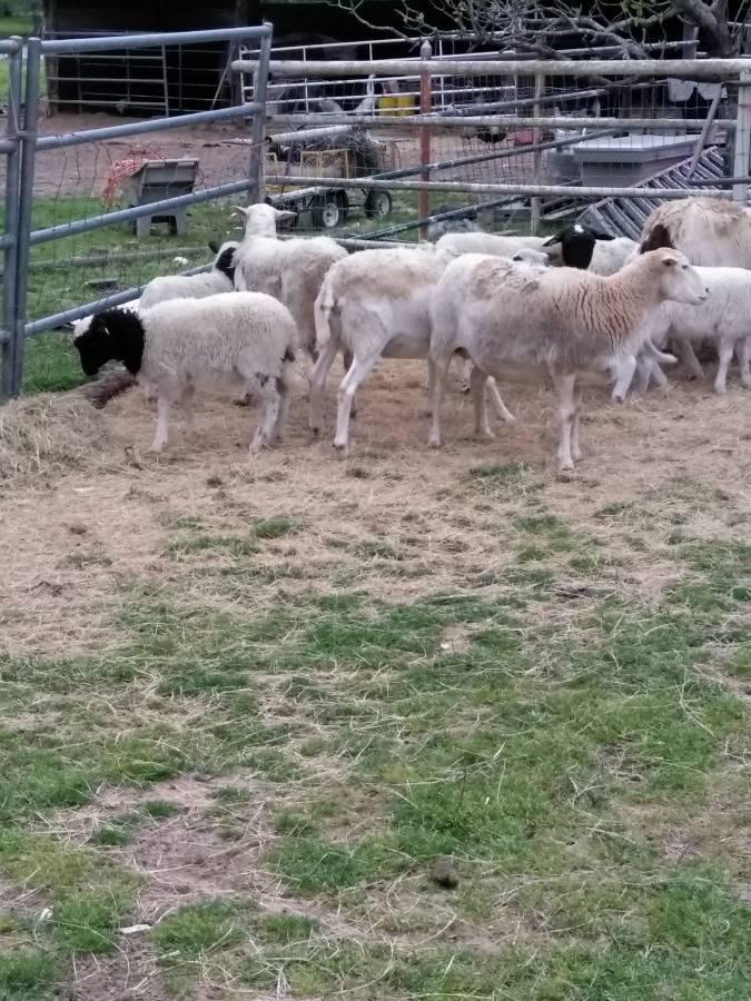 Sheep and lambs For Sale Whatsapp +27734531381