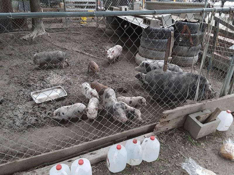 Pigs and piglets for sale whatsapp +27734531381