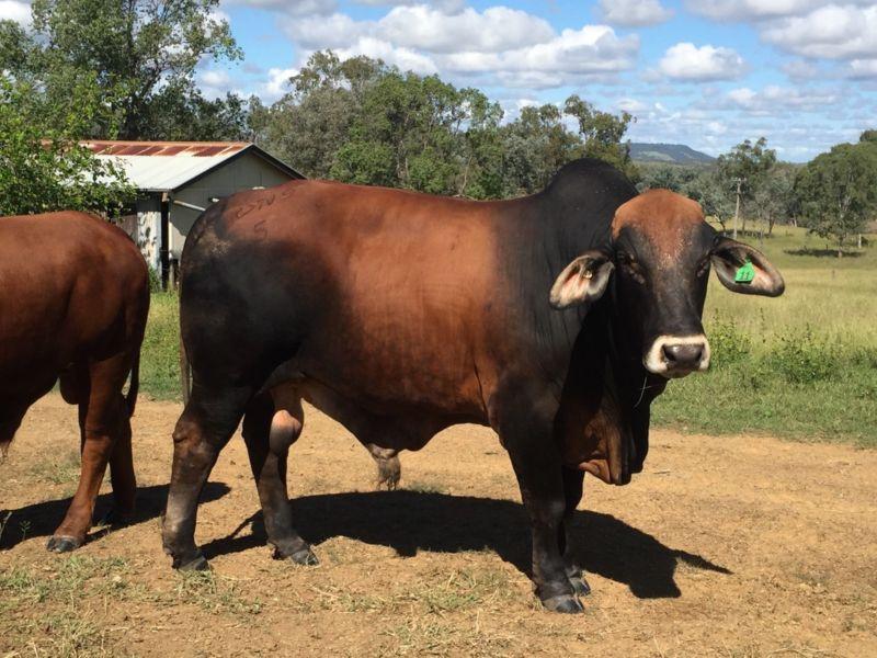 Beef cattle for sale whatsapp +27734531381
