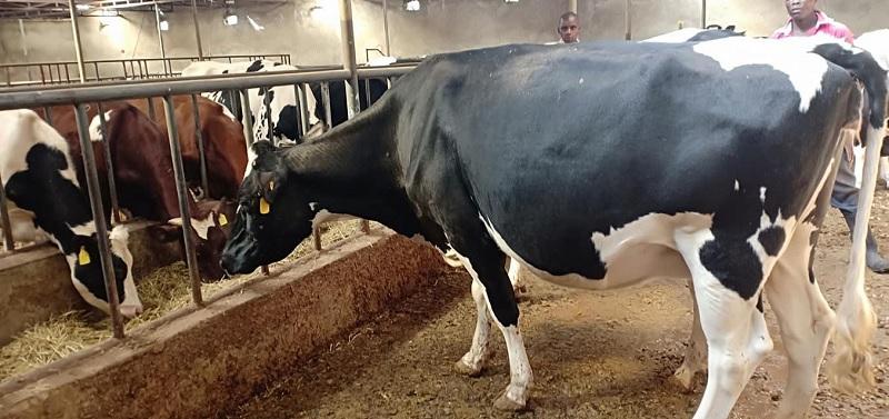 Dairy cattle for sale whatsapp +27734531381