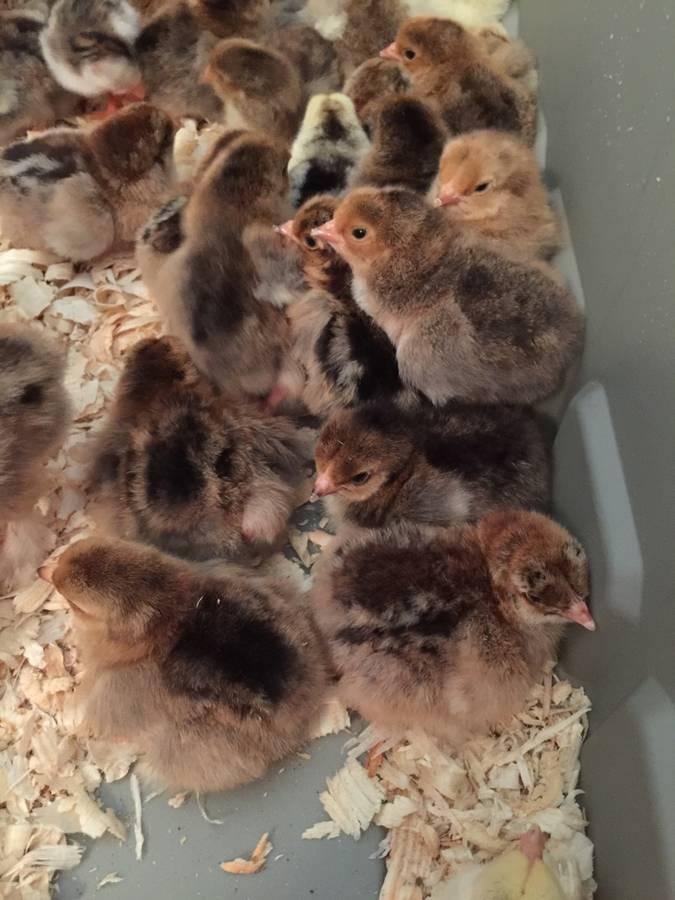 Chickens for sale whatsapp +27734531381