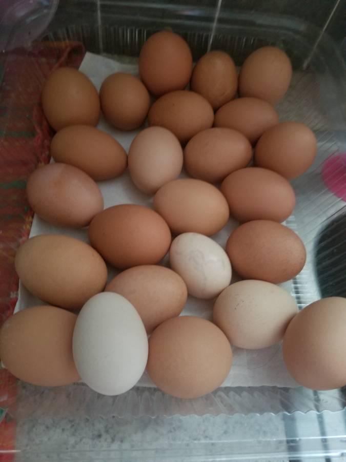 Chickens table & fertile eggs whatsapp +27734531381