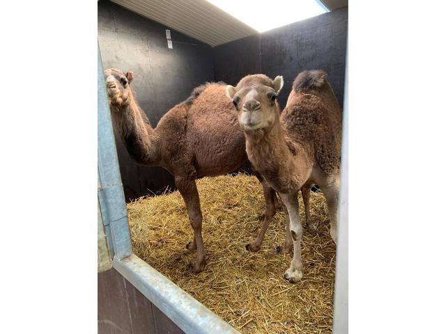 Camels for sale whatsapp +27734531381