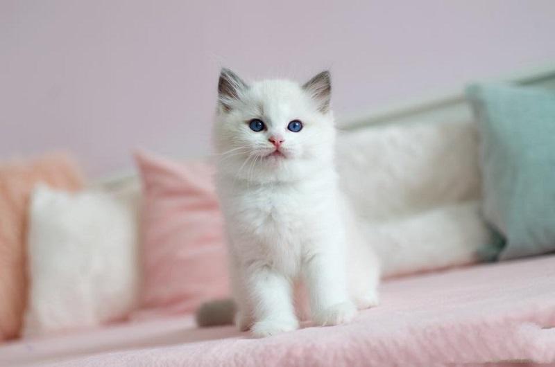 Siberian kittens for sale -PA