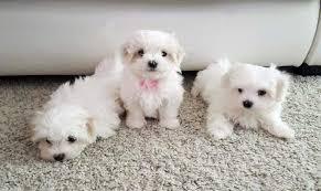 Gift Mini Toy Puppies Bichon Maltes for free adoption,